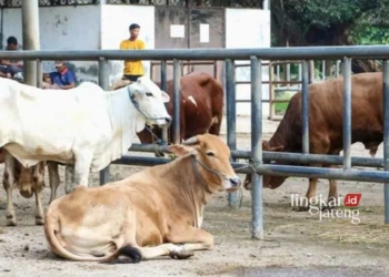 Pengawasan Hewan Ternak Diperketat Cegah Antraks Di Grobogan