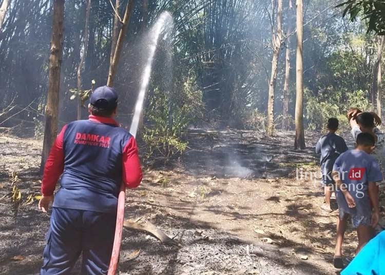 Bakar Sampah, Lahan Bambu di Desa Karangrejo Pati Hangus Terbakar 25 PADAM: Petugas Damkar Kabupaten Pati saat memadamkan lahan bambu yang terbakar di Desa Karangrejo, Kecamatan Juwana, Kabupaten Pati. (Humas Damkar Pati/Lingkarjateng.id)
