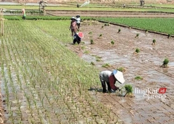 BERCOCOK TANAM: Salah satu petani yang sedang menanam padi saat memasuki musim kemarau di Kabupaten Batang. (Antara/Lingkarjateng.id)