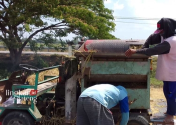 GILING PADI: Petani sedang menggiling padi hasil panen, menghadapi El Nino, stok pangan dipastikan aman. (Eko Wicaksono/Lingkarjateng.id)