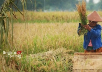 ILUSTRASI: Petani sedang memanen padi. (Antara/Lingkarjateng.id)