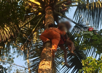 EVAKUASI : Petugas Damkar Kabupaten Semarang saat melakukan evakuasi jenazah korban seorang kakek, yakni Mbah Kusri yang ditemukan tewas diatas pohon kelapa pada Kamis petang, 17 Agustus 2023. (Hesty Imaniar/Lingkarjateng.id)