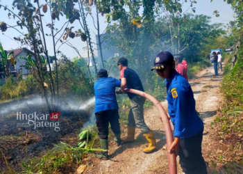 BERJIBAKU: Petugas pemadam kebakaran (Damkar) Kabupaten Pati gotong royong memadamkan api yang melalap sebuah lahan. (Setyo Nugroho/Lingkarjateng.id)