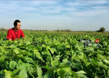 PENGECEKAN: Koordinator Balai Penyuluh Pertanian (BPP) Kecamatan Pamotan Nuril Anwar saat meninjau lahan kedelai di wilayah Rembang. (R Teguh Wibowo/Lingkarjateng.id)