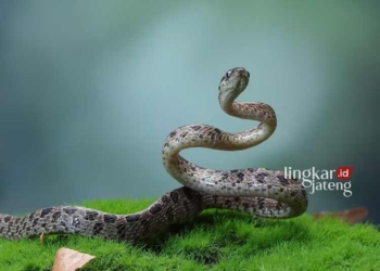 ILUSTRASI: Ular, salah satu hewan yang membahayakan. (kuritafsheen77 from Freepik/Lingkarjateng.id)