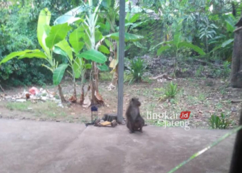 MERESAHKAN: Kawanan monyet liar muncul di permukiman warga Desa Kartikajaya, Kecamatan Patebon, Kendal. (Dok. Warga/Lingkarjateng.id)