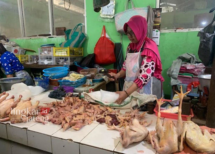 Jelang Maulid Nabi, Harga Ayam Potong di Demak Turun 25 JUAL BELI: Pedagang ayam potong di Pasar Karanganyar, Kabupaten Demak, Selasa Selasa, 26 September 2023. (M. Burhanuddin Aslam/Lingkarjateng.id)