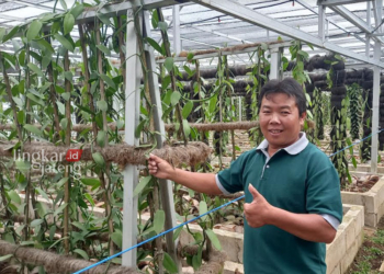 SUMBANG EKSPOR TERBESAR: Ketua Asosiasi Petani Vanili Kabupaten Semarang, Susfijariyanto menunjukkan tanaman vanili di kebun Vanili Kemuning Garden Farm Kelurahan Bandungan, Kecamatan Bandungan, Kabupaten Semarang. (Hesty Imaniar/Lingkarjateng.id)