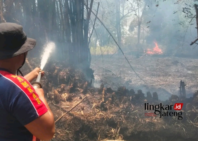 PENDINGINAN: Tim Damkar Pati memadamkan api yang membakar rerumpunan bambu di Desa Trimulyo, Kecamatan Kayen, Kabupaten Pati pada Rabu siang, 13 September 2023. (Damkar Pati for Lingkar/Lingkarjateng.id)