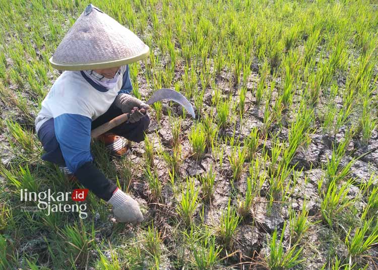 GAGAL PANEN: Salah seorang petani sedang memotong padi yang gagal panen, di Desa Mintobasuki, Kecamatan Gabus, Kabupaten Pati. (Setyo Nugroho/Lingkarjateng.id)