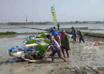 Demak Dapat Bantuan 14 Ribu Bibit Padi dari Kementan 28 HADAPI EL NINO: Penanaman bibit padi dalam rangka menyukseskan Gernas Tanam Padi di Desa Kedungwaru, Kecamatan Karanganyar, Kabupaten Demak, Selasa, 17 Oktober 2023. (M. Burhanuddin Aslam/Lingkarjateng.id)