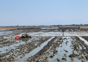 SUDAH MASUK MT1: Petani di Desa Banjarsari Kecamatan Gajah, Kabupaten Demak sedang melakukan proses tanam padi, Kamis, 12 Oktober 2023. (M. Burhanuddin Aslam/Lingkarjateng.id)