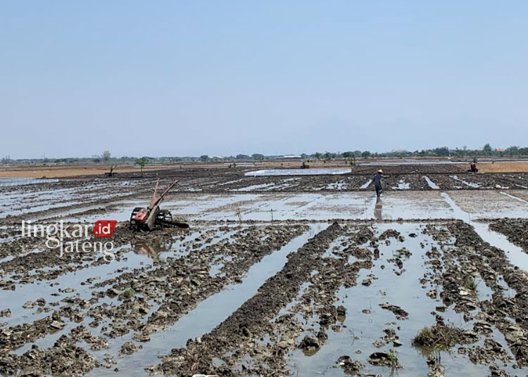 Digilir Air Tiga Hari Sekali, Petani Demak Wilayah Timur Siap Tanam Padi 25 SUDAH MASUK MT1: Petani di Desa Banjarsari Kecamatan Gajah, Kabupaten Demak sedang melakukan proses tanam padi, Kamis, 12 Oktober 2023. (M. Burhanuddin Aslam/Lingkarjateng.id)