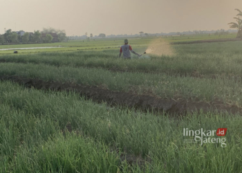 PERTANIAN: Petani bawang menyiram tanaman bawang merah di Desa Medini Gajah, Kabupaten Demak pada Rabu, 18 Oktober 2023. (M. Burhanuddin Aslam/Lingkarjateng.id)