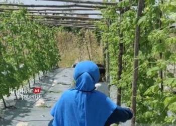 ILUSTRASI: Masyarakat memanfaatkan pekarangan untuk memenuhi kebutuhan pangan. (Antara/Lingkarjateng.id)