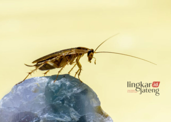 Ilustrasi serangga kecoak. (Unsplash/Lingkarjateng.id)
