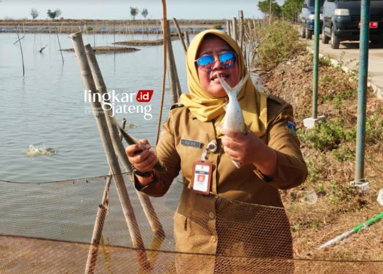 BANGGA: Kepala Diskan Kabupaten Jepara Farikhah Elida saat menunjukkan Bandeng Kartini yang dibudidayakan di Desa Ujungwatu, Kecamatan Donorojo, Kabupaten Pati. (Tomi Budianto/Lingkarjateng.id)