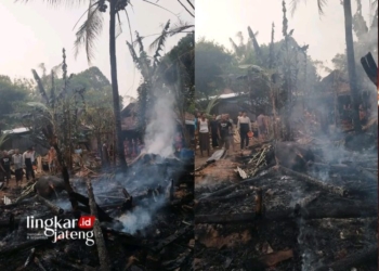 TERBAKAR: Sapi milik Suwandi warga Desa Gerit, Kecamatan Cluwak, Pati tewas terpanggang pasca kandang terbakar pada Senin, 2 Oktober 2023. (Dok. Damkar Pati/Lingkarjateng.id)