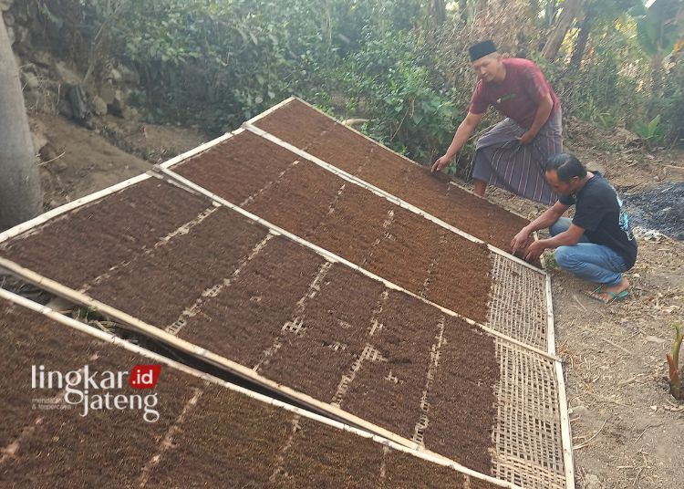 JEMUR TEMBAKAU: Petani tembakau di Dusun Sokowolu, Desa Tajuk, Kecamatan Getasan, saat sedang melakukan proses penjemuran tembakau barubaru ini. (Hesty Imaniar/Lingkarjateng.id)