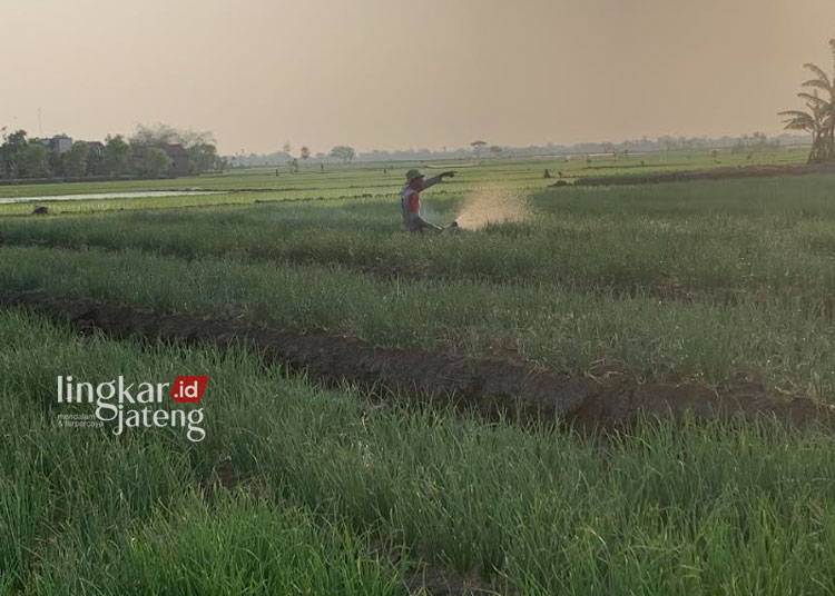 PERTANIAN: Petani Demak sedang menyemprot tanaman bawang merah miliknya. (M. Burhanuddin Aslam/Lingkar)