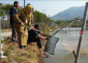 SEMANGAT: Kepala Dinas Perikanan Kabupaten Jepara Farikhah Elida saat memanen bandeng di Ujungwatu, Kecamatan Donorojo, Kabupaten Jepara. (Tomi Budianto/Lingkarjateng.id)