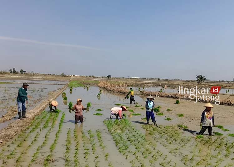 DIMAJUKAN: Warga Desa Rowosari, Kecamatan Gubug, Kabupaten Grobogan saat menanam padi, belum lama ini. (Dok. Dispertan Grobogan/Lingkarjateng.id)