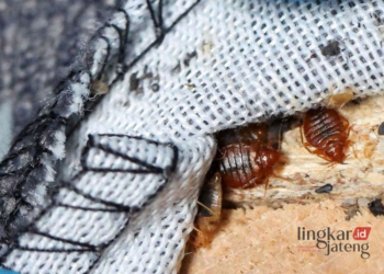 Ilustrasi kutu busuk atau kepinding. (Antara/Lingkarjateng.id)