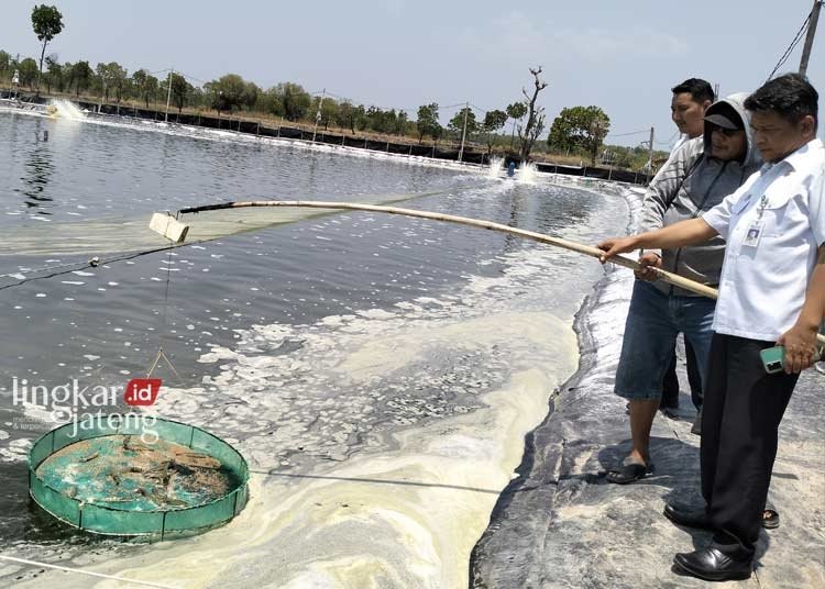 MENGAMBIL SAMPLE: Sekdin DKP Kendal, Joko Suprayoga sampling udang vaname di Pokdakan Mino Rejo, Desa Kalirejo, Kecamatan Kangkung, Kabupaten Kendal, pada Rabu, 8 November 2023. (Dok. DKP Kendal for Lingkar/Lingkarjateng.id)
