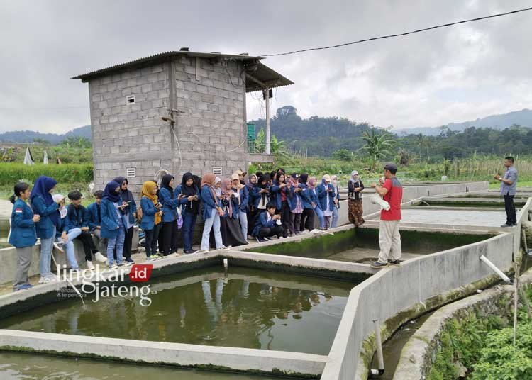 DKP Kendal Terima Kunjungan 48 Mahasiswa Belajar Budidaya Lele 25 KUNJUNGAN : Mahasiswa Program Studi Akuakultur Departemen FPIK Undip semarang malakukan kunjungan ke Lapangan Budidaya Lele Heru Farm di Desa Gondang, Kecamatan Limbangan, Kabupaten Kendal, Selasa 28 November 2023. (Dok. DKP Kendal for Lingkar/Lingkarjateng.id)