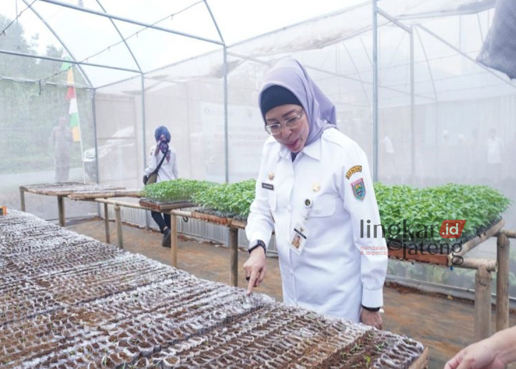 MENINJAU: Penjabat Bupati Batang Lani Dwi Rejeki sedang mengamati sistem penanaman hidroponik cabai. (Antara/Lingkarjateng.id)