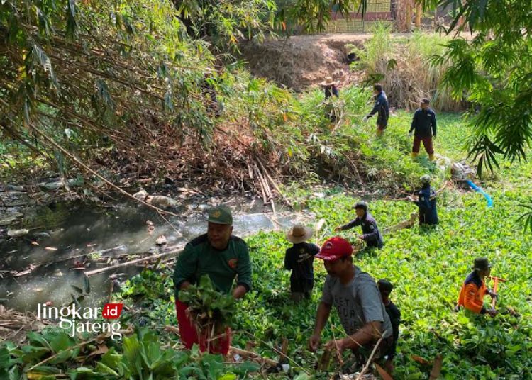 GOTONG ROYONG: Kegiatan bersih-bersih Kali Gelis Kelurahan Kajeksan, Kecamatan Kota, Kabupaten Kudus pada Rabu, 8 November 2023. (Nisa Hafizhotus. S/Lingkarjateng.id)