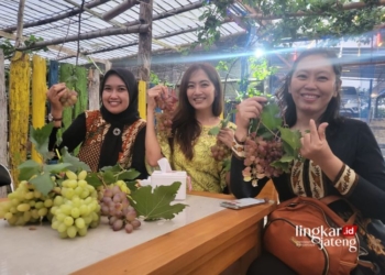 PETIK ANGGUR: Pengunjung menunjukkan buah anggur hasil petik dari Resto Anggur Dukuh Plosowetan, Desa Kediren, Kecamatan Randublatung, Kabupaten Blora. (Hanafi/Lingkarjateng.id)