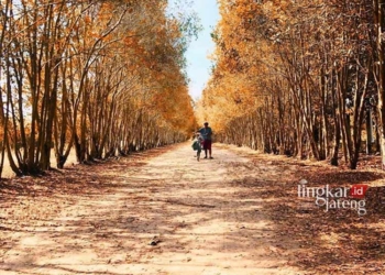 INDAH: Bangka Botanical Garden (BBG) di Kota Pangkal Pinang, Bangka Belitung. (Instagram @bangkabelitung.travel/Lingkarjateng.id)
