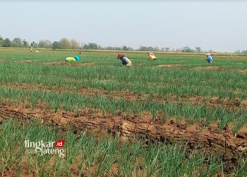 BERTANI: Tampak sejumlah petani sedang merawat lahan tanaman bawang merah di Desa Gemuh, Kecamatan Gemuh, Kabupaten Kendal. (Arvian Maulana/Lingkarjateng.id)