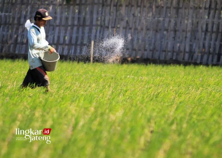 MENEBAR PUPUK: Buruh tani menebar pupuk di areal sawah di Indramayu, Jawa Barat. (Antara/Lingkarjateng.id)