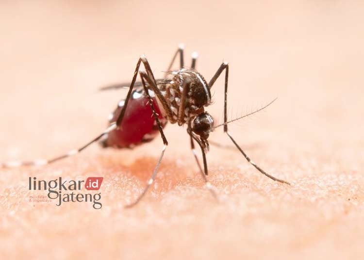 DBD di Pati Capai 411 Kasus selama Tahun 2023, 3 Orang Meninggal 25 ILUSTRASI: Nyamuk aedes aegypti. (jcomp from Freepik/Lingkarjateng.id)