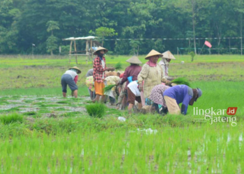 TANAM PADI: Petani di wilayah Kecamatan Pancur saat mengolah lahan pertanian yang merupakan sawah tadah hujan. (R.Teguh Wibowo/Lingkarjateng.id)