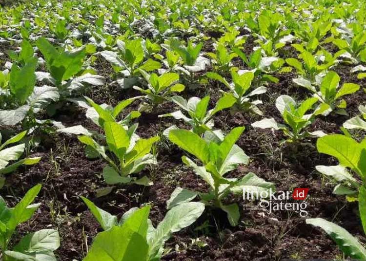 Harga Jual Tembakau di Grobogan Naik Tembus Rp 70 Ribu per Kilogram