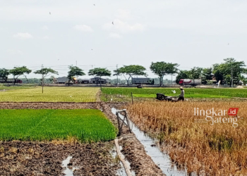 BERKEBUN: Wulan salah seorang warga yang aktif dalam dunia usaha pertanian modern sedang merawat kebun hidroponiknya. (Dok. Pribadi/Lingkarjateng.id)
