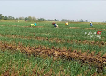 ILUSTRASI: Sejumlah petani di Kecamatan Gemuh saat menanam bawang. (Arvian Maulana/Lingkarjateng.id)