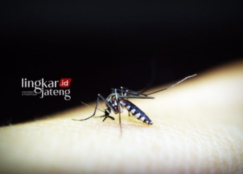 Ilustrasi nyamuk Aedes Aegypti. (Canva/Lingkarjateng.id)