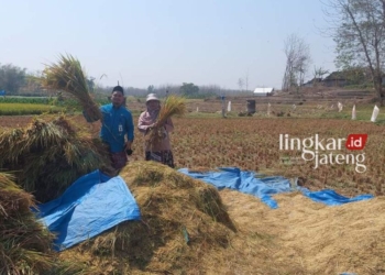 TUMPUKAN GABAH: Petani di Desa Sudo, Kecamatan Sulang, Rembang bahagia karena padinya bagus saat panen raya. (R. Teguh Wibowo/Lingkarjateng.id)