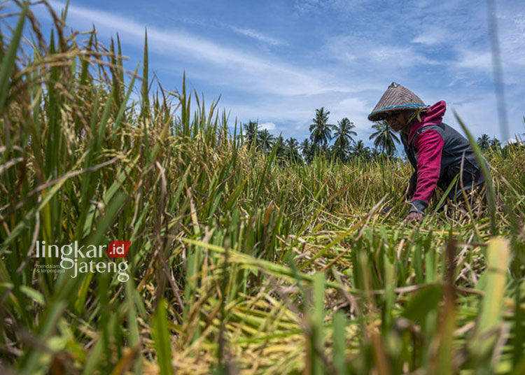 Buruh tani menyabit padi sawah di Desa Pombewe, Sigi, Sulawesi Tengah, Selasa, 7 September 2021. (Antara/Lingkarjateng.id)