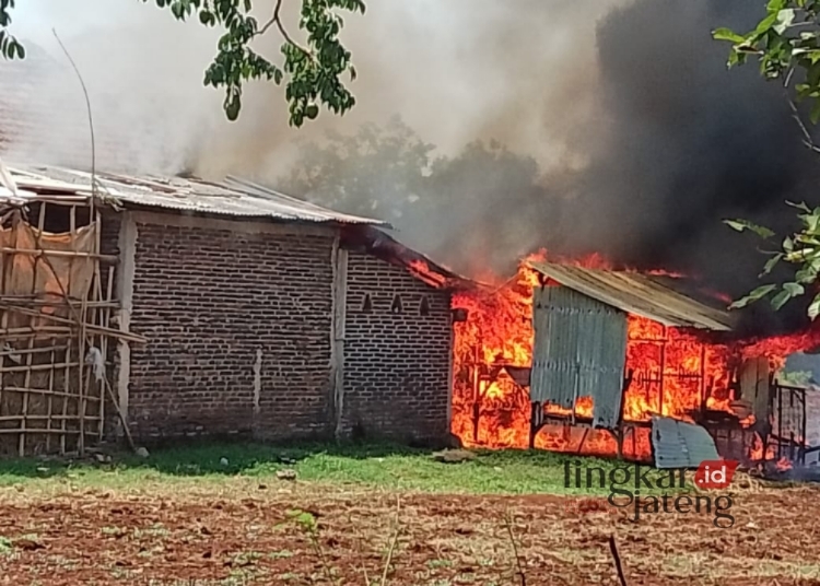 TERBAKAR: Api membesar dan melahap kandang ternak di Dukuh Margokerto, Desa Bondo, Kecamatan Bangsri, Kabupaten Jepara. (Tomi Budianto/Lingkarjateng.id)