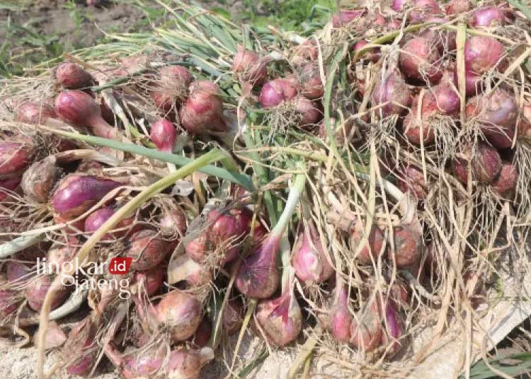 Produksi Surplus Bawang Merah Asal Pati Dikirim ke Jakarta dan Jawa Barat