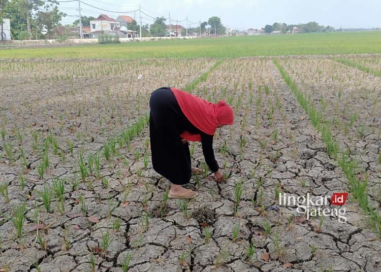 LAHAN KERING : Petani Tawangharjo meninjau lahan miliknya yang mengering. (Dok. masyarakat for Lingkar/Lingkarjateng.id)