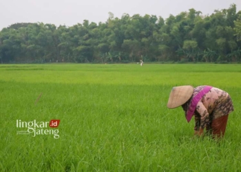 Usaha Pertanian di Pati Menyusut pada 2023 Ini Penyebabnya
