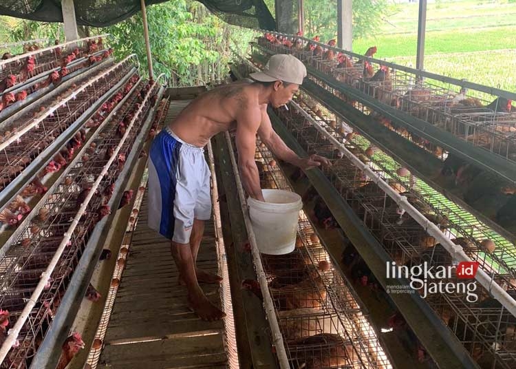 PERAWATAN: Pekerja sedang memberikan makan unggas di peternakan ayam Desa Tluwah, Kecamatan Juwana, Kabupaten Pati. (Setyo Nugroho/Lingkarjateng.id)