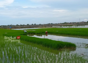 TERGENANG BANJIR: Terlihat sejumlah petani di Desa Kecamatan Kendal, Kabupaten Kendal mencabuti padi, Senin, 8 Januari 2024. (Arvian Maulana/Lingkarjateng.id)