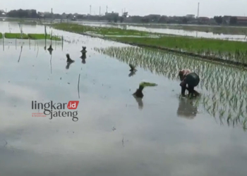 Petani di Kendal sedang menanam padi di sawahnya, Jumat, 5 Januari 2024. (Wahyudi/Lingkar TV)